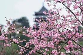 10个不像成语的成语，哪一个最让你惊讶？图片