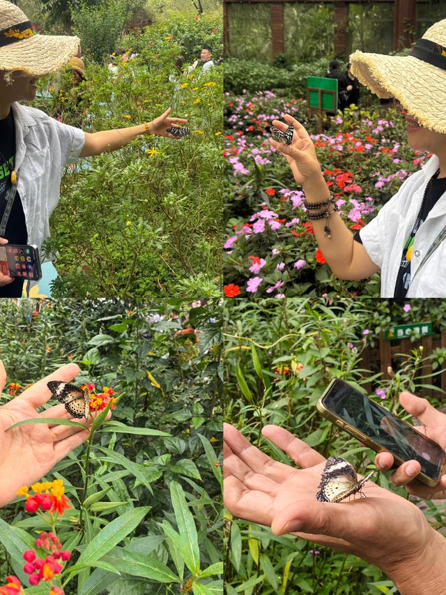 56个民族中的最后一个叫基诺族