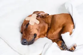 狗狗心脏肥大，干咳治疗记录图片