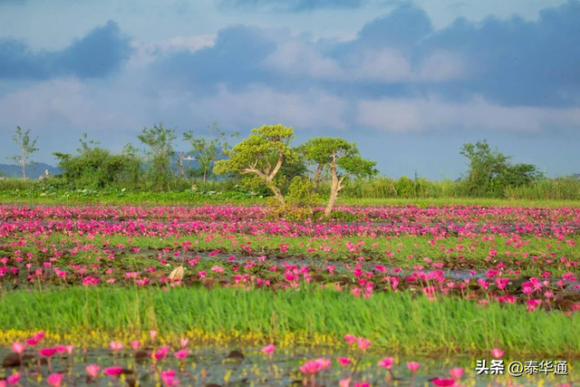 一期一会！泰国那空沙旺府万亩红莲盛开，邀游客共赏美景！