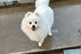 被狗咬不松嘴怎么办？只需一个动作狗立马松嘴，但很少有人知道图片