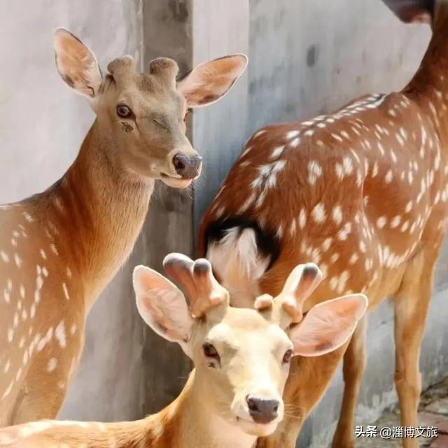 淄博版“疯狂动物城”来了!网红萌宠已就位,快来当一日“荣誉市民”→