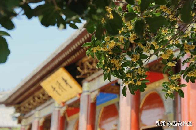 上一个晴天，为你“抢收”了5片金灿灿的桂花
