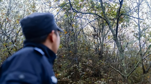监守自盗! 2024年, 湖北一护林员在山里架980米电网, 冰柜中搜出肢体