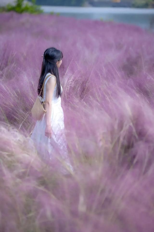 秋日限定!速来围观肇庆的绝美风光~