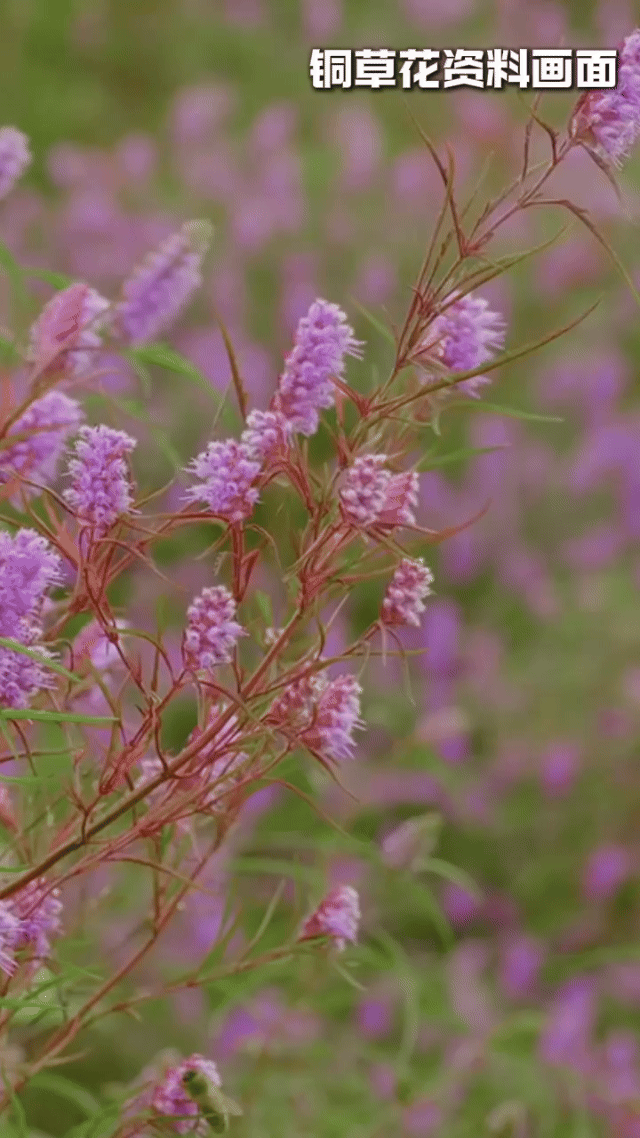 全程刷屏！铜绿山这场直播太上头