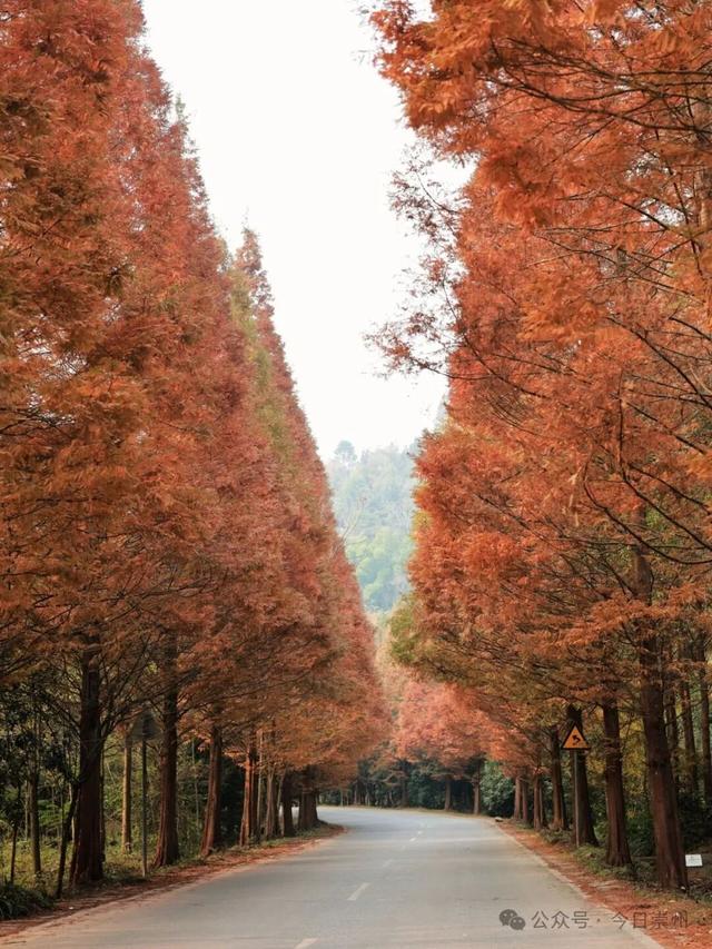 出片率100%！为崇州这些高颜值路连发三天朋友圈！