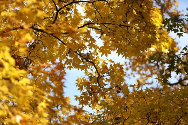 避开人从众！门头沟这里的秋，人少景美，一秒治愈！