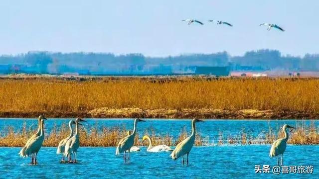 吉林这片6603公顷的净土，白鹤起舞如画中谪仙，秋天必去