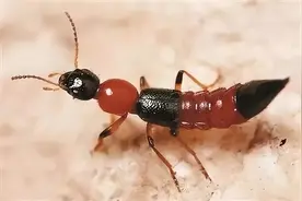 人民日报发文提醒！遇到“隐翅虫”第一反应要用力吹走，不可拍打图片