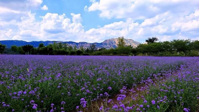 田曦薇、胡一天打卡西海岸！约你来玩！