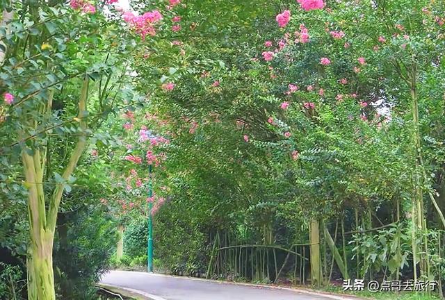 成都冷门紫薇花公园，满园紫粉超美，不要门票，公交车直达！