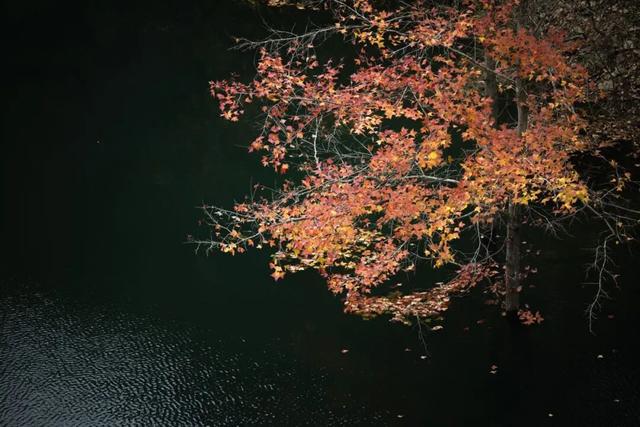 2025利州秋色，每一帧都是限定浪漫