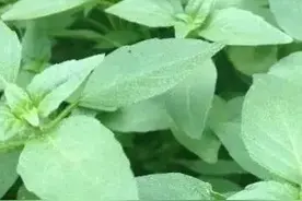 河南的荆芥，到底是个什么菜，可以跟山东的豆角媲美图片