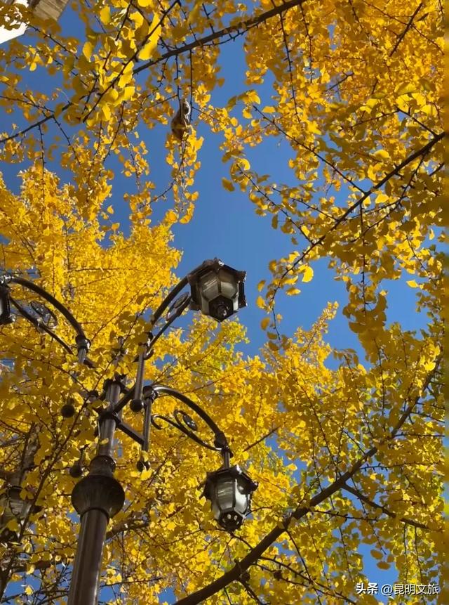 昆明人私藏观鸥地图+观杏！滴滴6折立减35元打车券直接薅