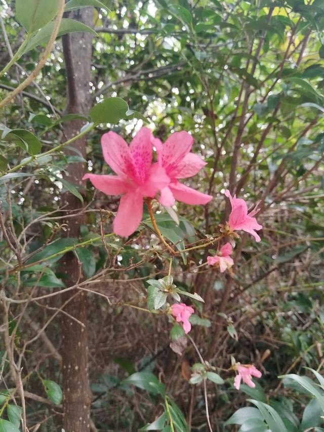 霜降时节，柿林村徒步