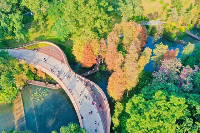 云溪落羽杉,羊城冬日别样红