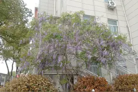 荆州大学会花落谁家图片