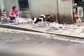 专业对口！狗狗帮助人撕布条十分卖力图片