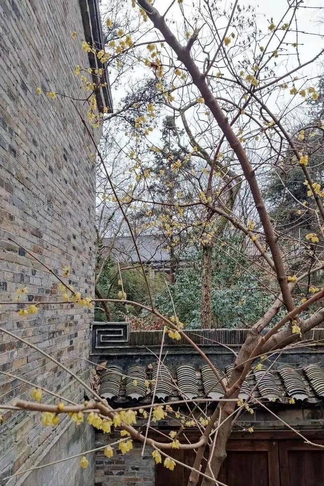 香香香香香！金坛茅山的第一波蜡梅开了！