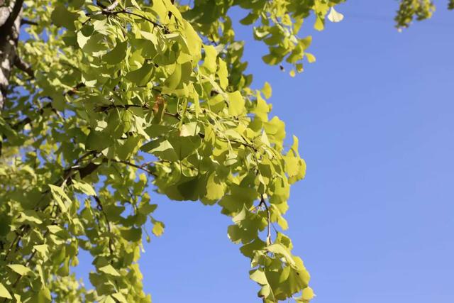 凯里版“黄金大道”将迎来观赏佳期 您的相机准备好了吗