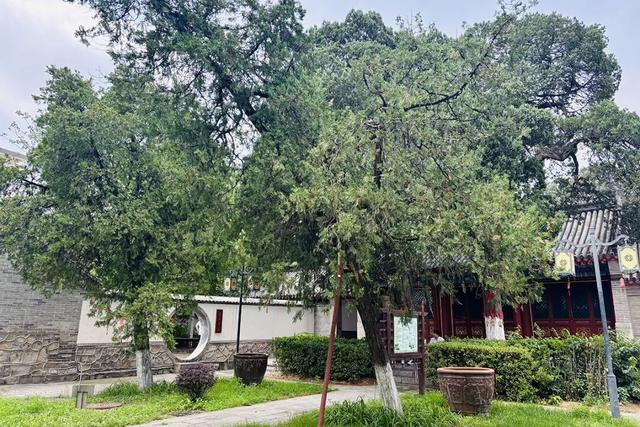 顺义唯一一处古树群，在——