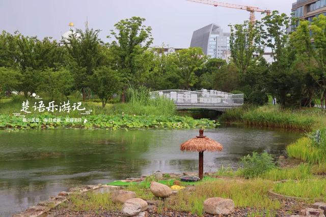 浙江宁波的新兴游玩地，多个公园相邻而居，多个荷花池美不胜收
