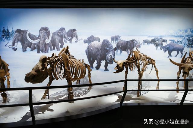 内蒙古远超预期的综合性博物馆，亲子旅行必打卡