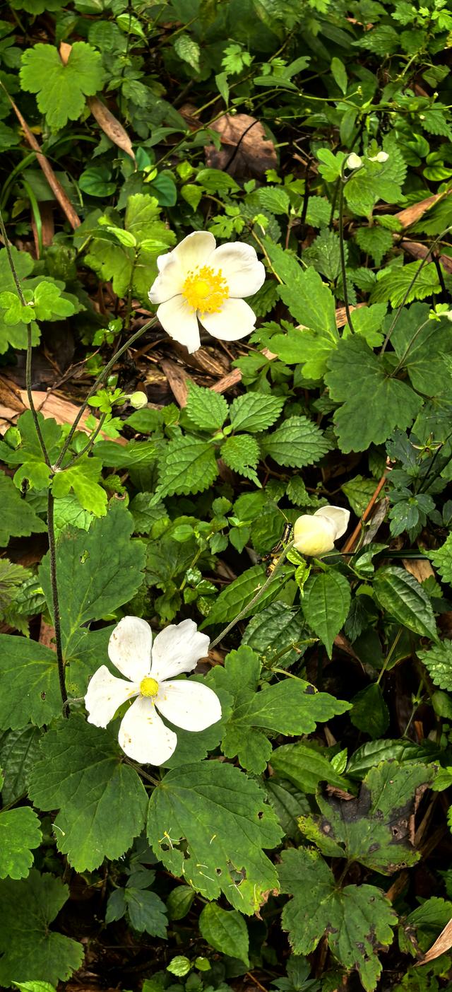 野棉花的几分侘寂