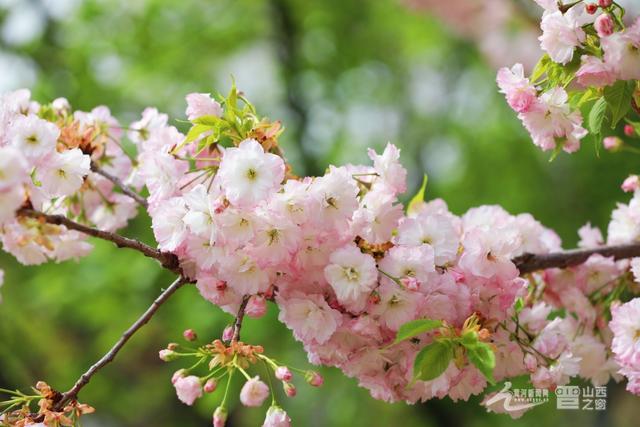 太原：玉泉山樱花盛放 游人打卡醉春光