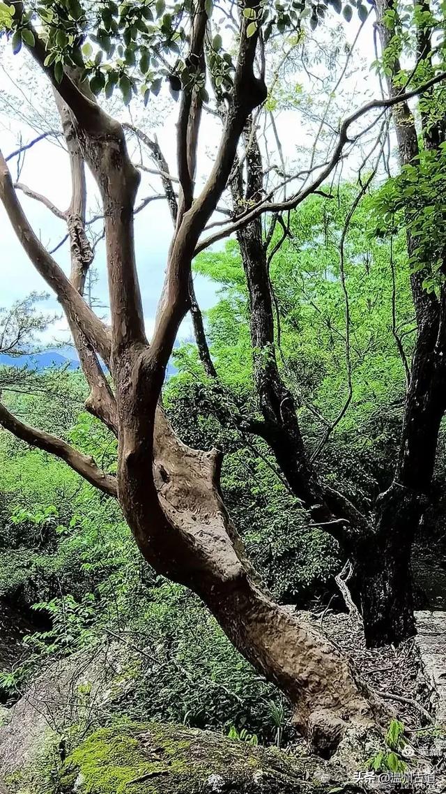 真正的小众避暑胜地！这方秘藏于千米高山之上的清凉秘境等你来！