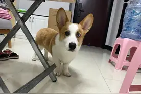 狗狗骨裂两周治好图片