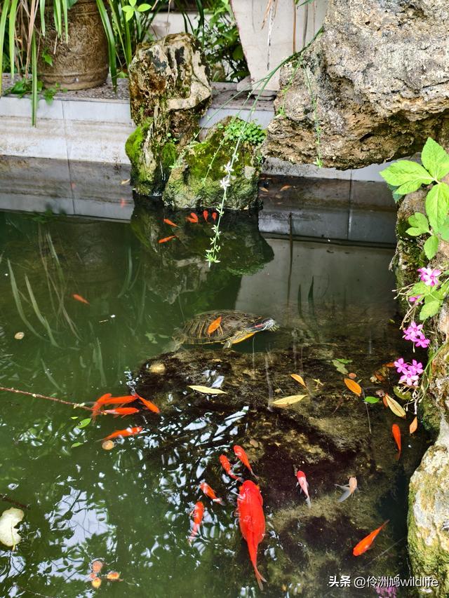 成都徒步（64）·新津篇③观音寺