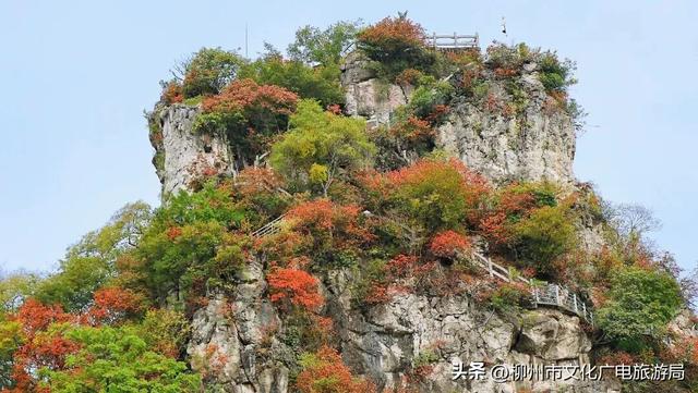 悬崖之上，红韵沸腾！雀儿山进入高光时刻