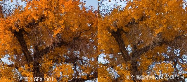 南疆寻秋--富士GFX100 II刻画南疆的雪山、沙漠与胡杨