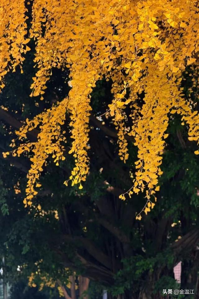 在“杏”福满满的大南街！这样拍超出片