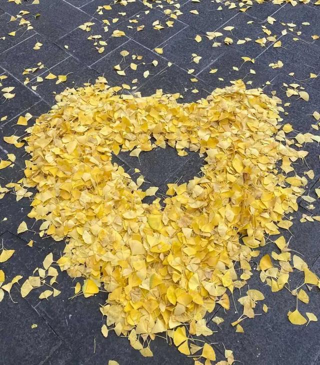 银杏拍照指南！10个出片宝藏地+3个手工教程，手把手教你出片！