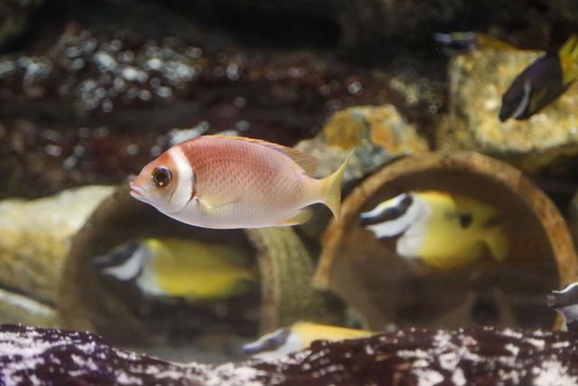 香港海洋公园，缆车俯瞰山海，探梦幻水族馆，假日亲子游的好去处