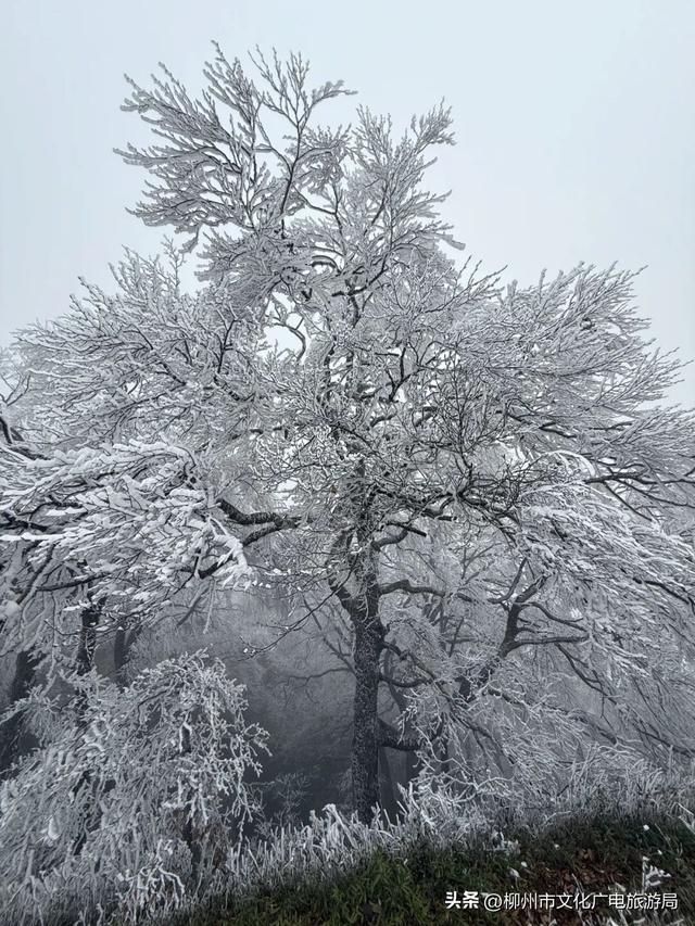 柳州冬日颜值交给雾凇负责！我只负责“哇塞！”+注意安全~