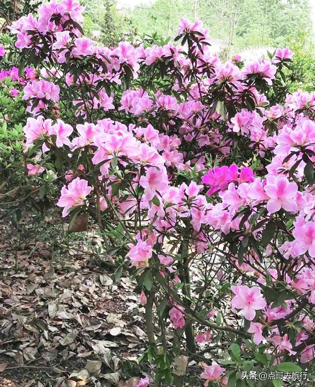 成都公园最大规模杜鹃花开了，200多亩花开成海，不要门票！