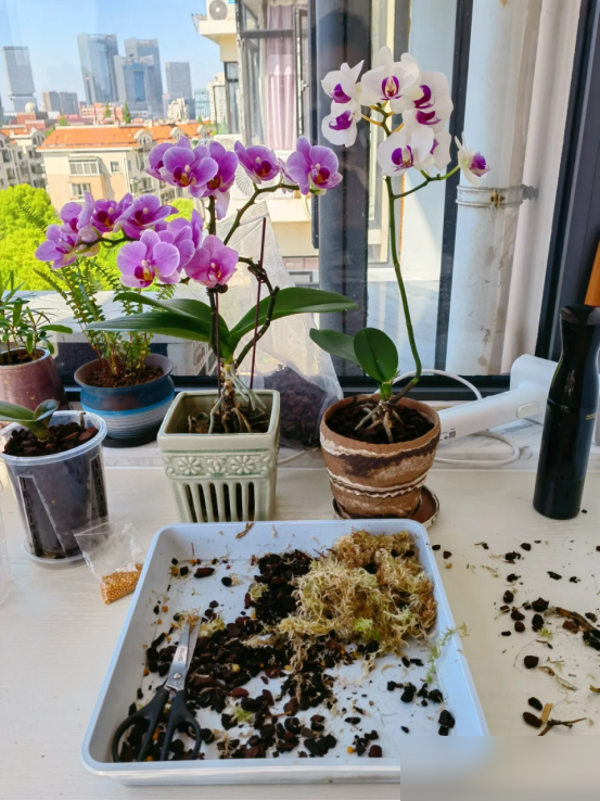为何买的花苗，总会慢慢死掉？不是商家有猫腻，是你手法“失误”