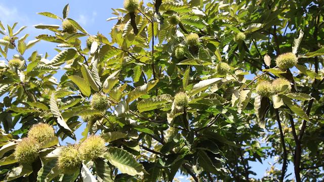 黄前镇：一半山水清欢 一半文脉悠长