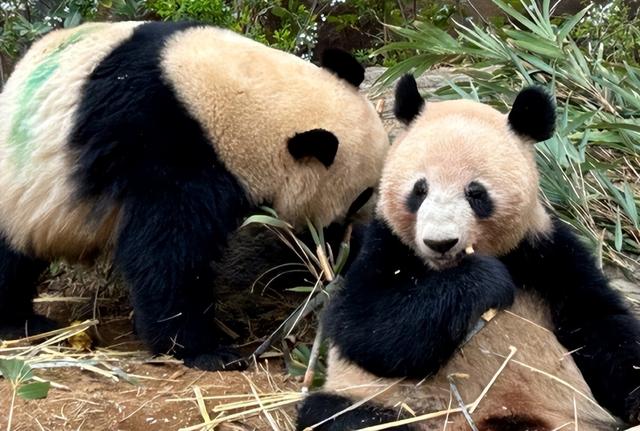 中日韩达成联合声明后，日本提新要求，索要中国国宝，日民众叹息