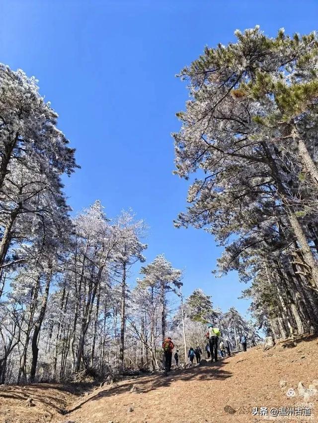 邂逅2026年的第一场醉美雾凇！温州四海山的雾凇美爆了！