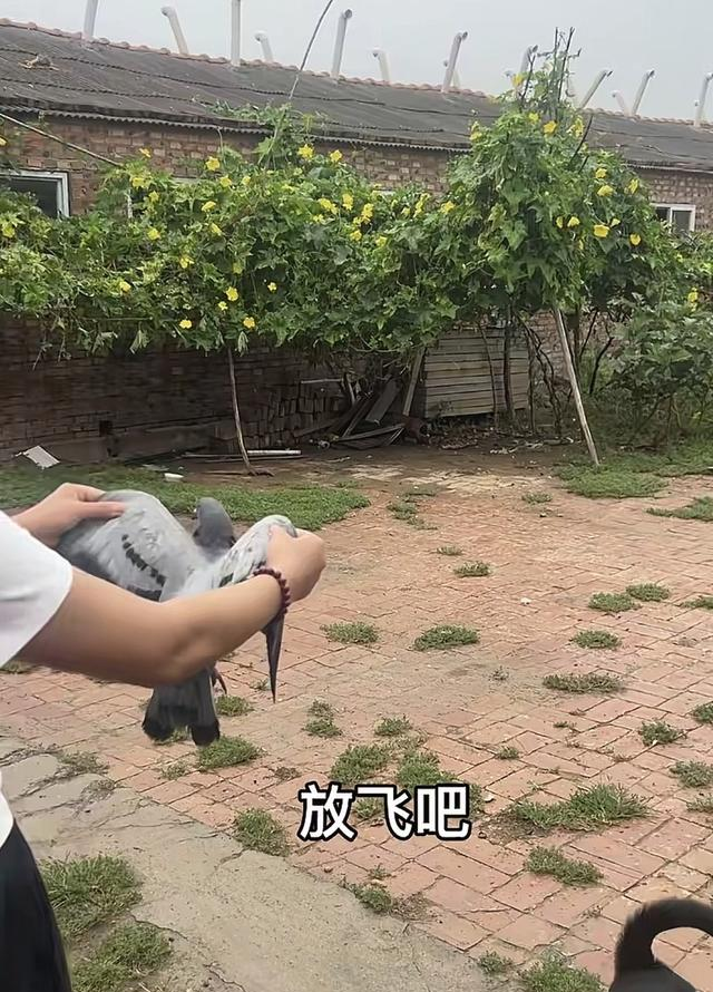 河南网友称捡到阅兵鸽，放飞后迟迟不走，主人回应：缘分，送你吧