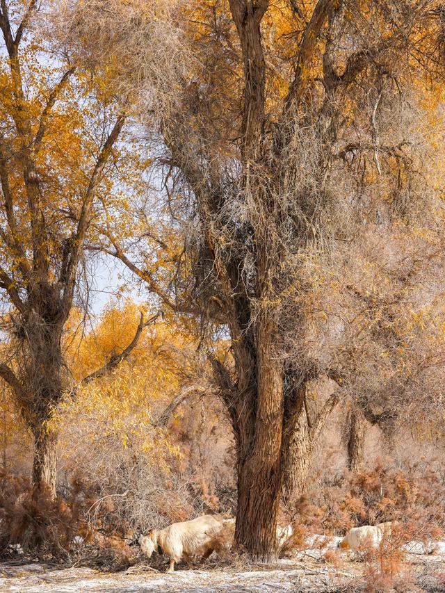 新疆沙雅｜自驾139胡杨秘境公路，一路驶进金色童话世界