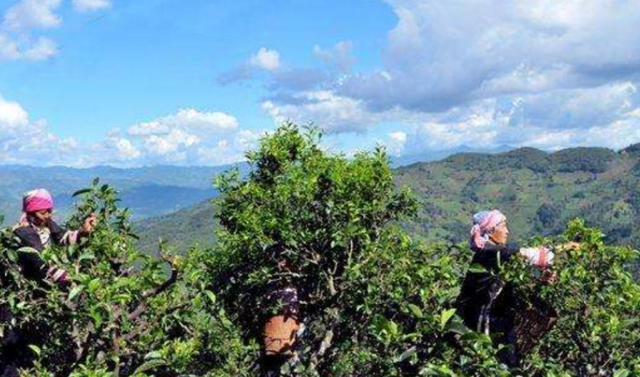 云南大山深处一村落：家家都住别墅，满山都是摇钱树收入不菲