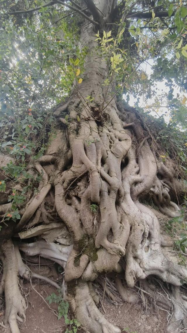 重庆江津小众徒步线路，老街古桥，南宋山寨，随手拍都是大片