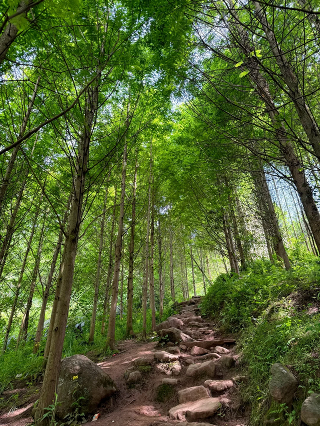 森林徒步天花板，后悔没早来！成都小众路线1.5h可达～