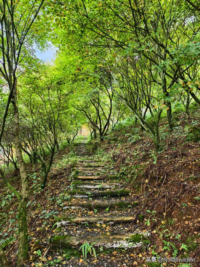 四川行(73)什邡红枫岭徒步到钟鼎寺